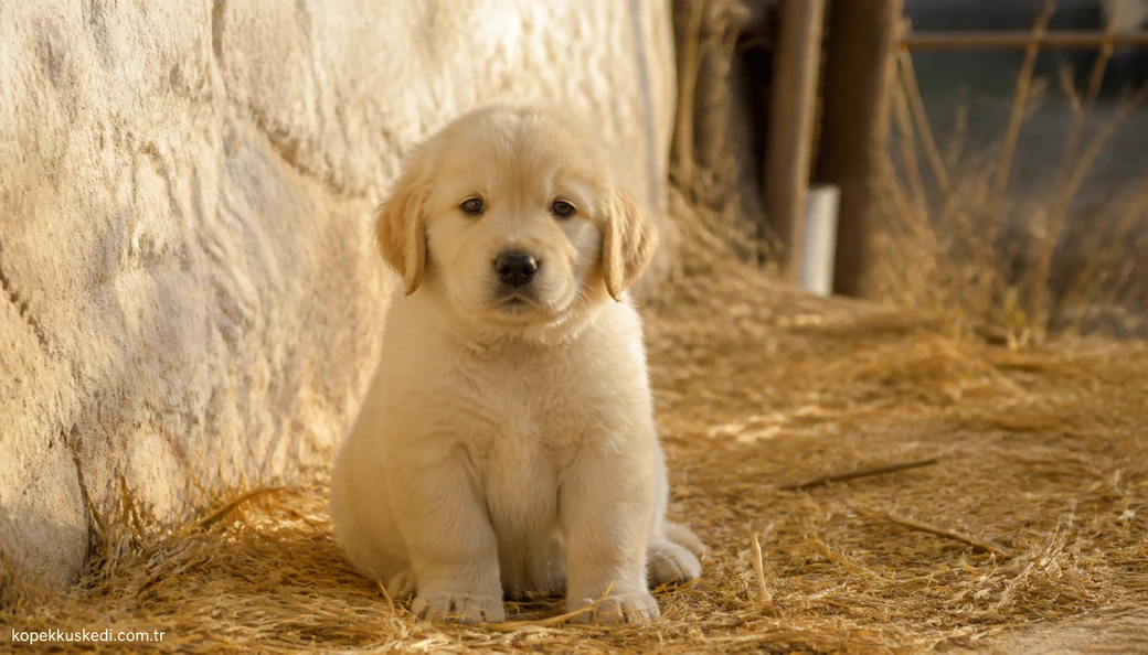 Osmaniye Köpek fiyatları