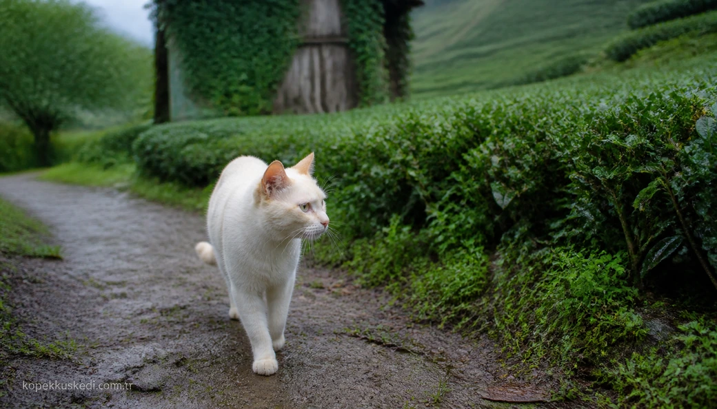 Samsun Kedi fiyatları