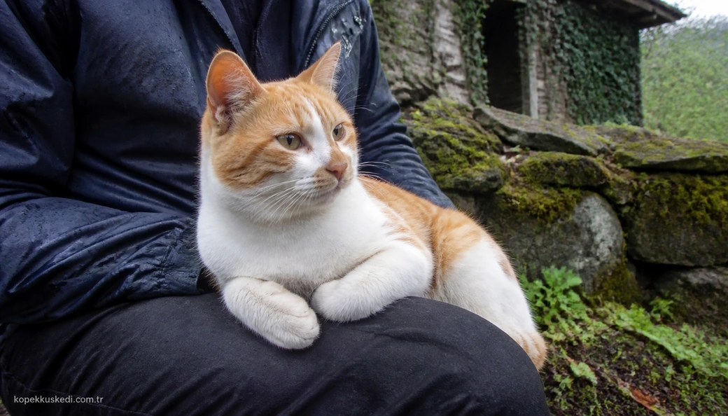 Samsun Kedi sahiplenme