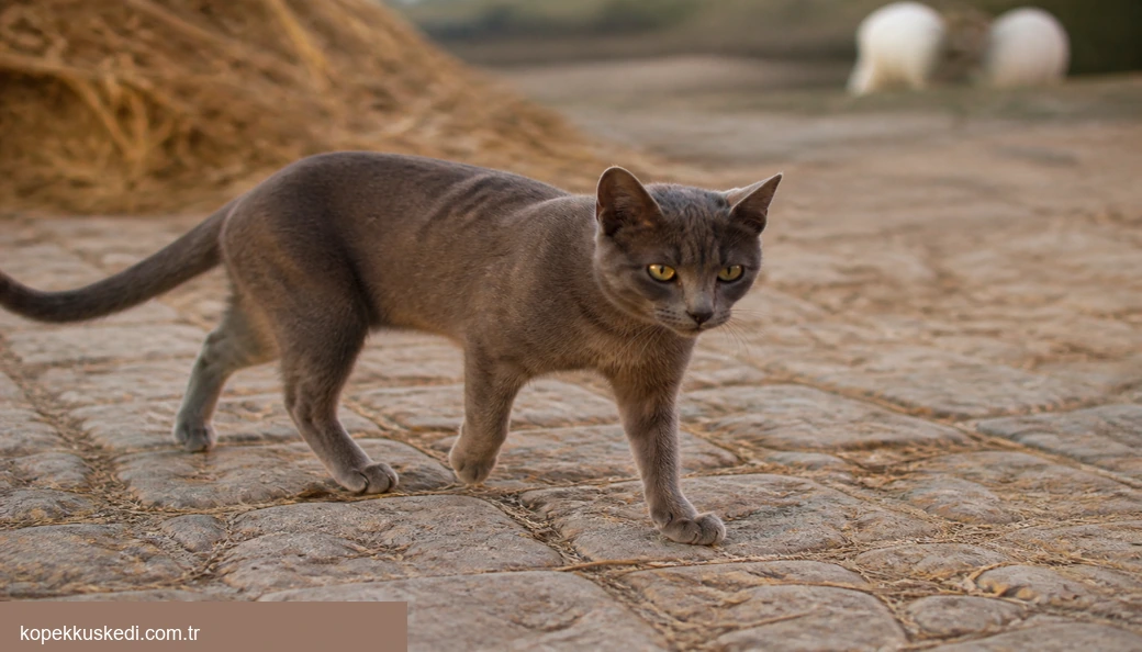 Şanlıurfa Kedi fiyatları