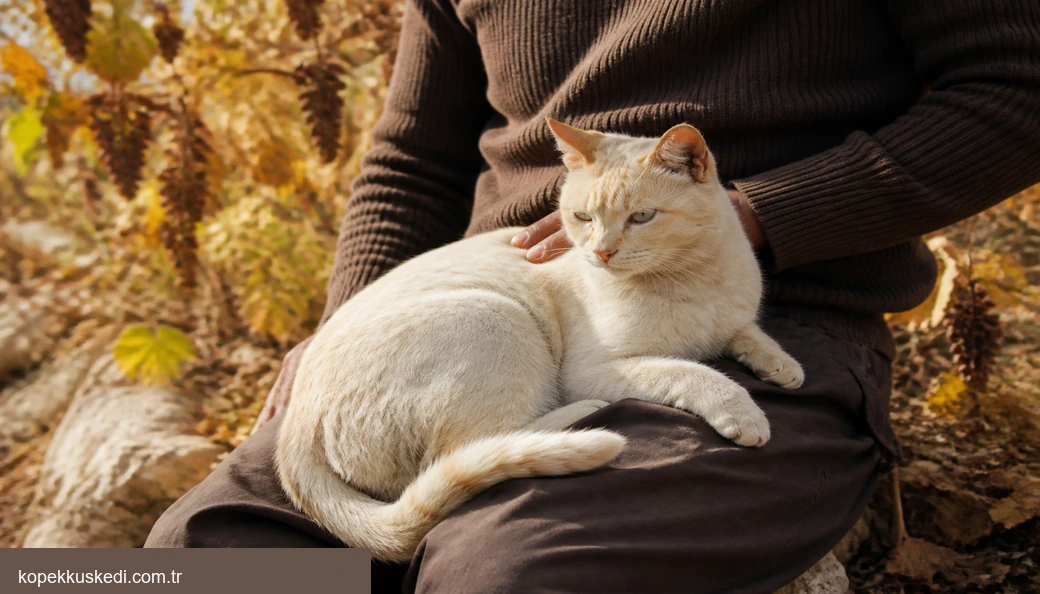 Şanlıurfa Kedi sahiplenme