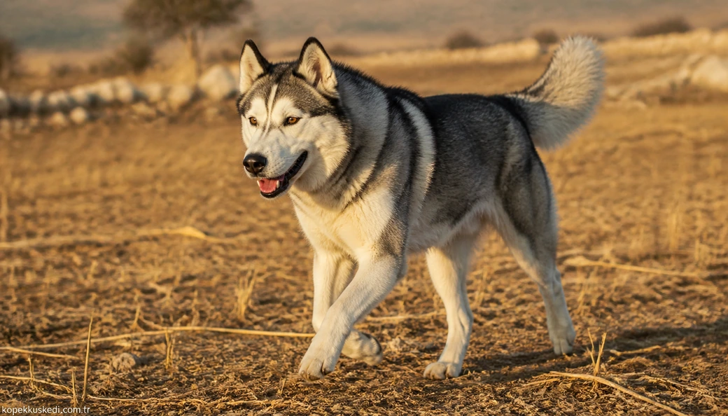 Şanlıurfa Köpek fiyat