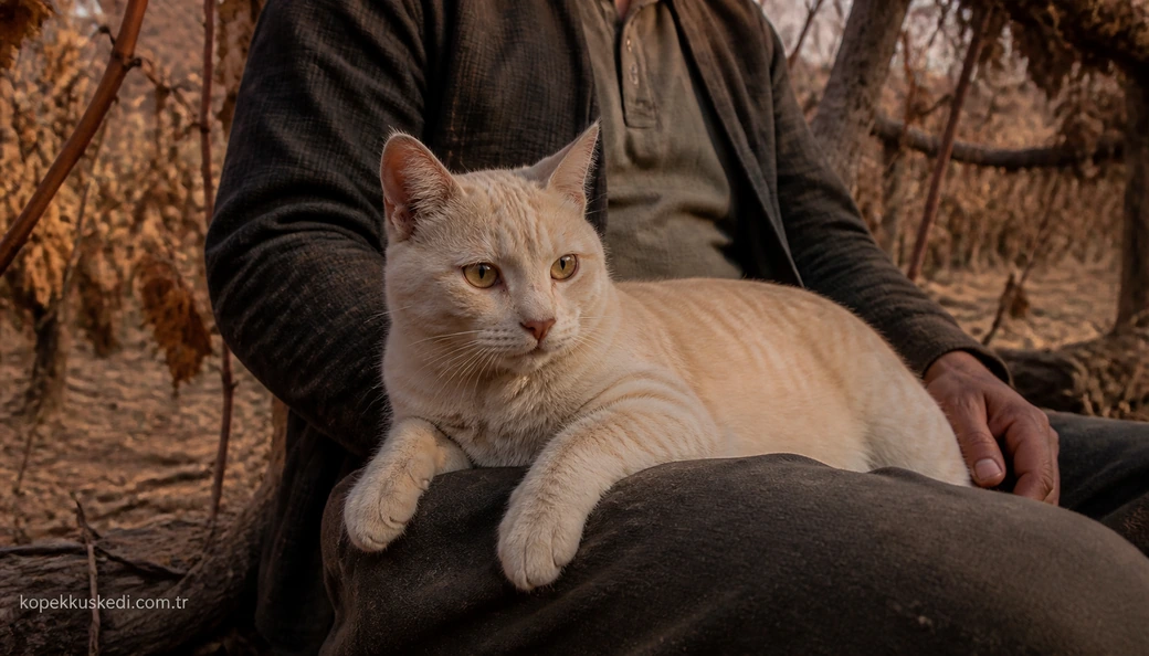 Siirt Kedi sahiplenme
