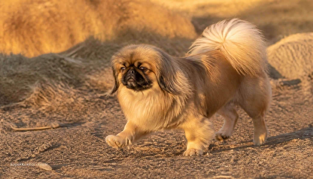 Siirt Köpek fiyat