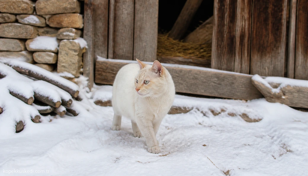 Sivas Kedi fiyatları