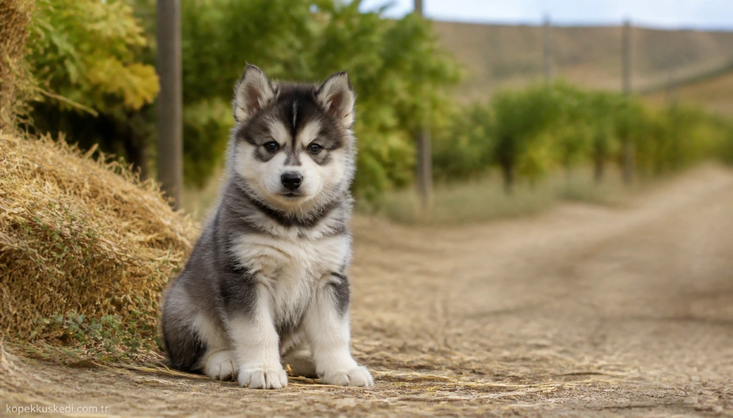 Tekirdağ Köpek fiyatları