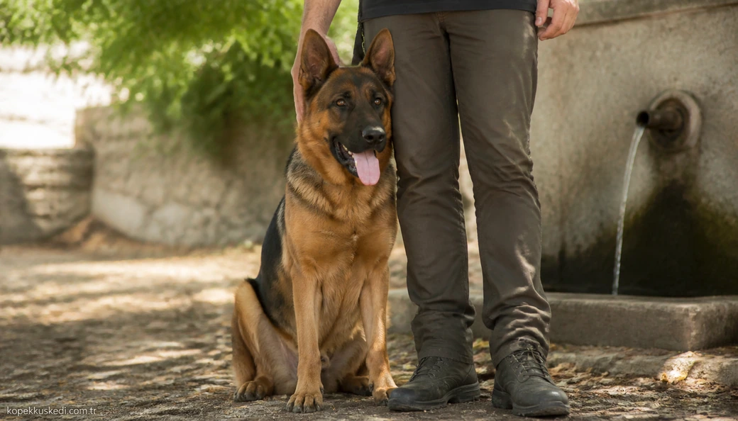 Tekirdağ Köpek sahiplenme
