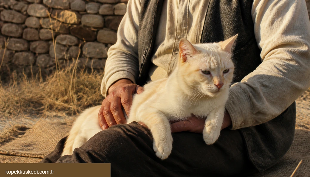 Tokat Kedi sahiplenme