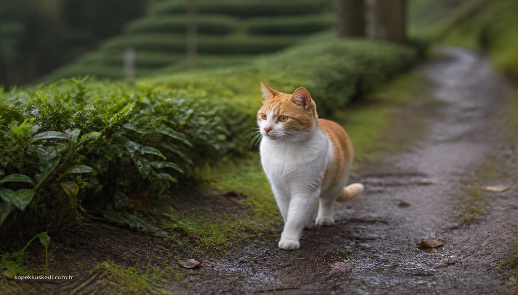 Trabzon Kedi fiyatları