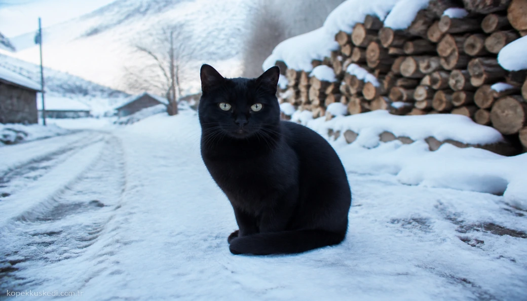 Tunceli Kedi fiyat