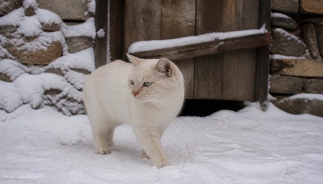 Tunceli Kedi fiyatları