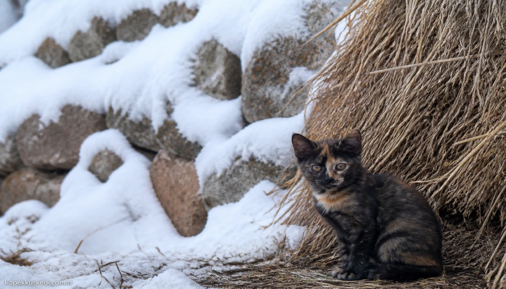 Tunceli Kedi yavru