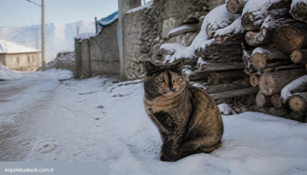 Van Kedi fiyat