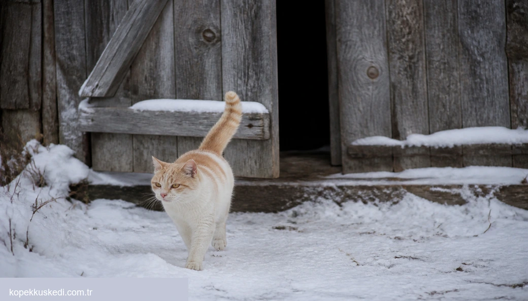 Van Kedi fiyatları