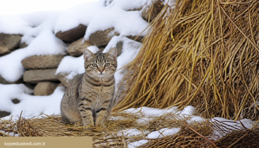 Van Kedi yavru