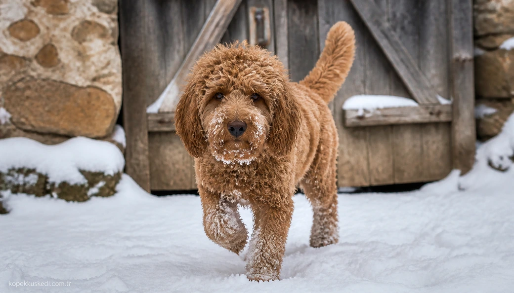Van Köpek fiyat