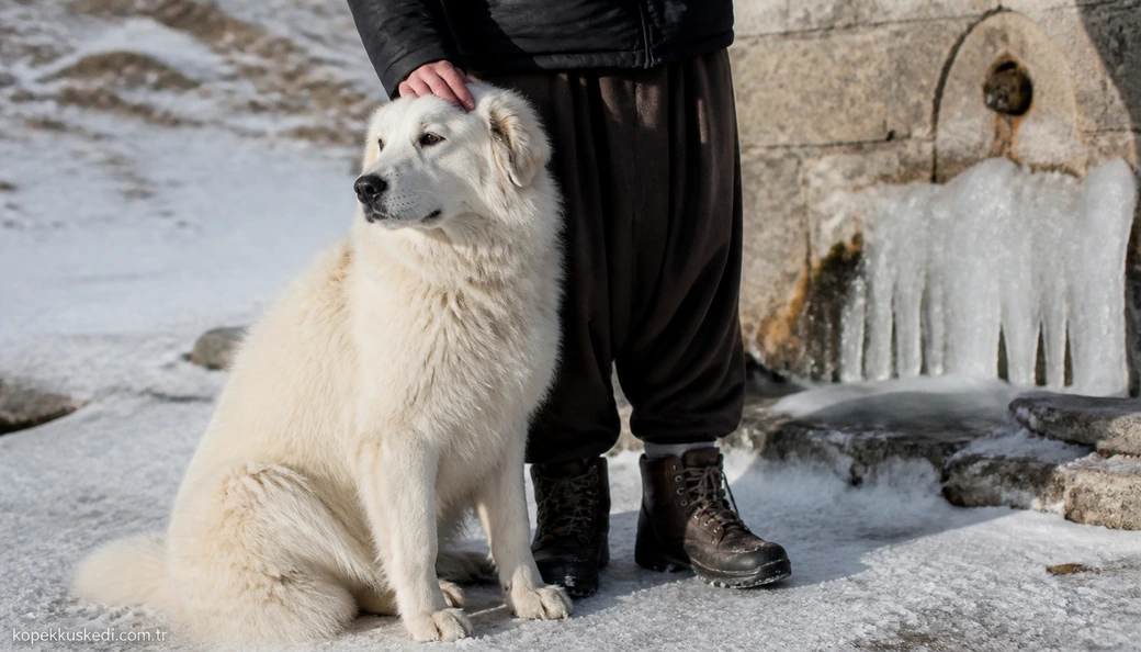 Van Köpek yavru
