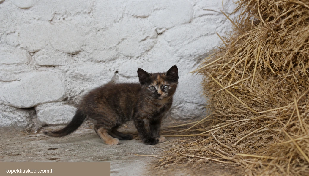 Yalova Kedi yavru