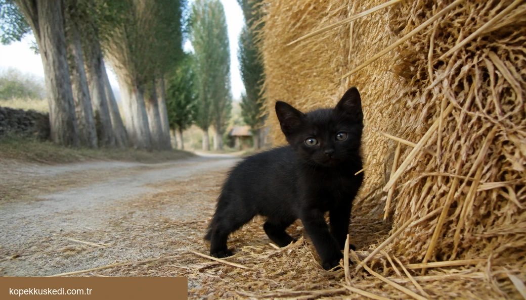Yozgat Kedi yavru
