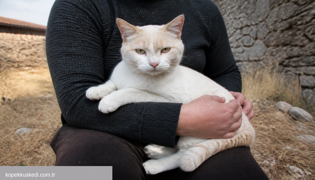 Yozgat Kedi sahiplenme