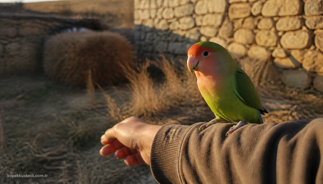 Yozgat Kuş sahiplenme
