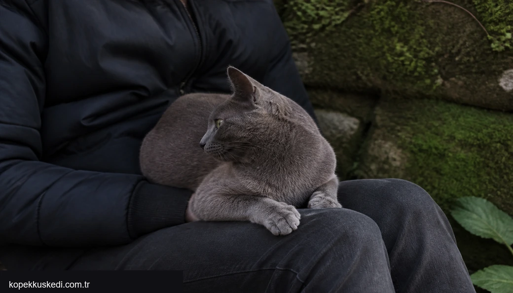 Zonguldak Kedi sahiplenme
